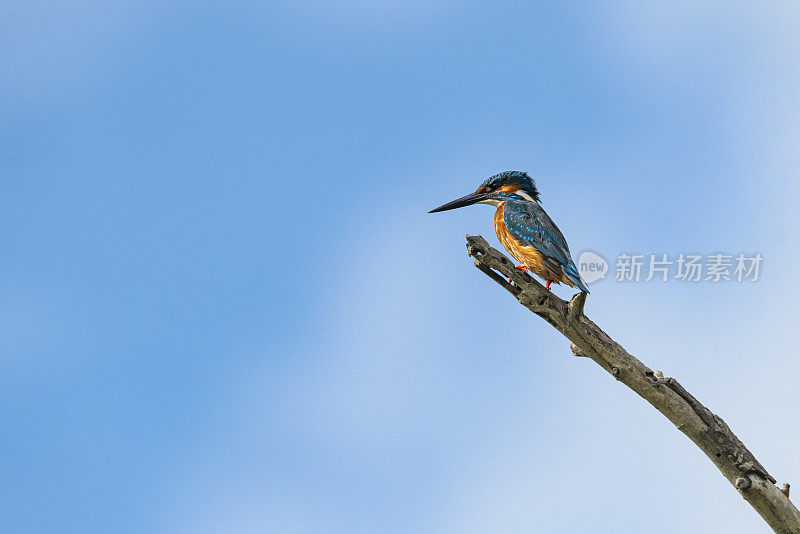 罗马尼亚多瑙河三角洲常见的翠鸟(Alcedo atthis)